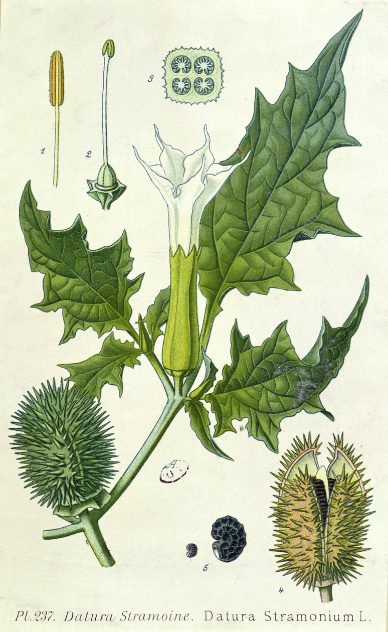 Datura stramonium ، لوحة نباتية بواسطة المدرسة الفرنسية