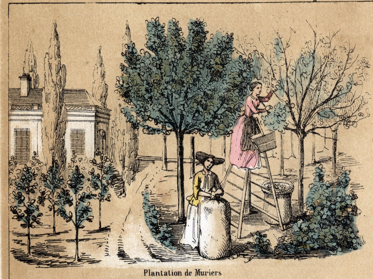 وصف المحصول ومنتجات الحرير: زراعة الفئران. لوحة "" la soie "في" "تعليمات les Recreations" "لوحة Synoptique بواسطة Jules DELBRUCK ، نقش من عام 1860. مجموعة خاصة. بواسطة المدرسة الفرنسية