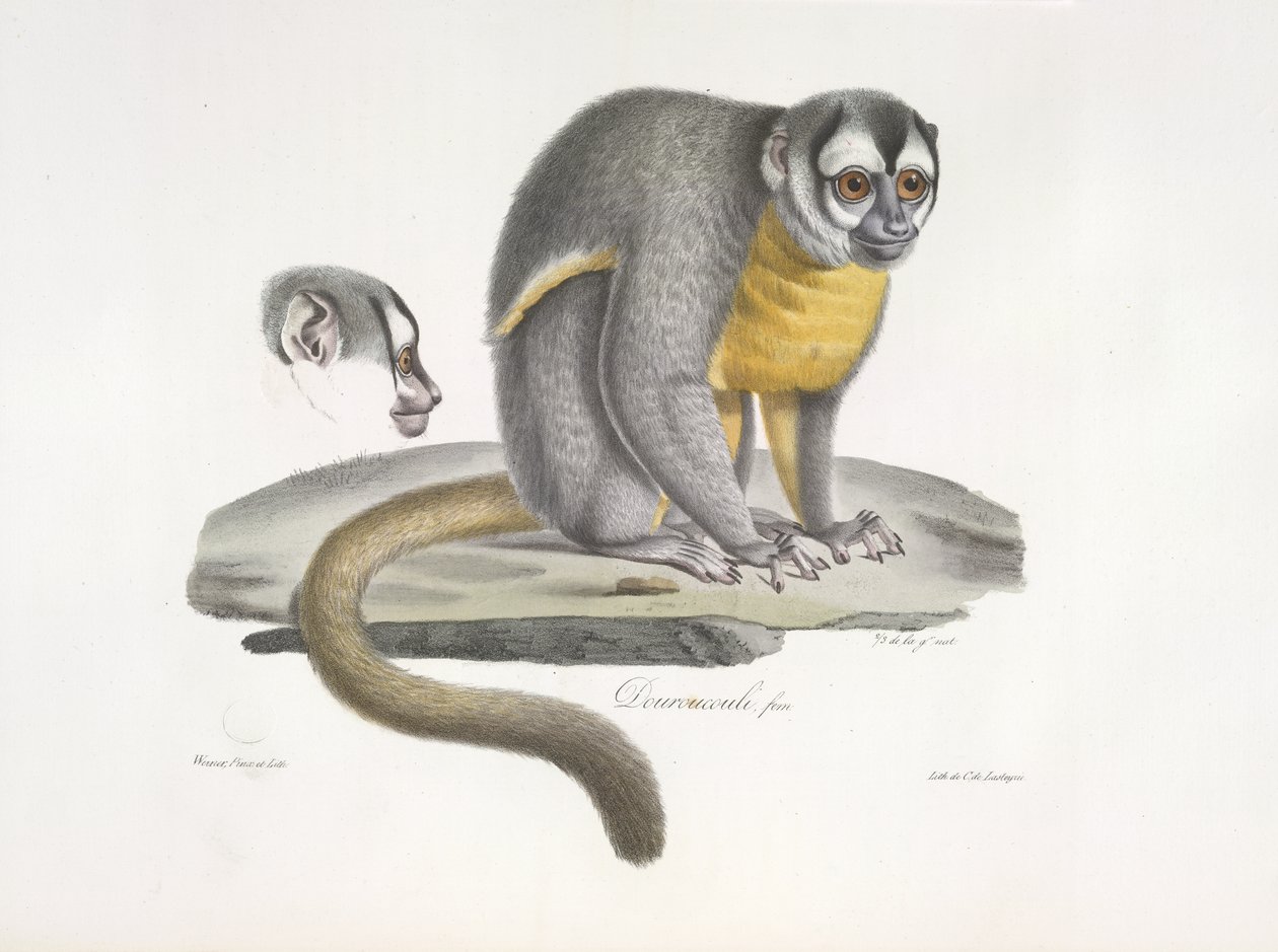 Douroucouli أو قرد الليل - Aotus trivirgatus ، من التاريخ الطبيعي للثدييات (لون ليثو) بواسطة المدرسة الفرنسية