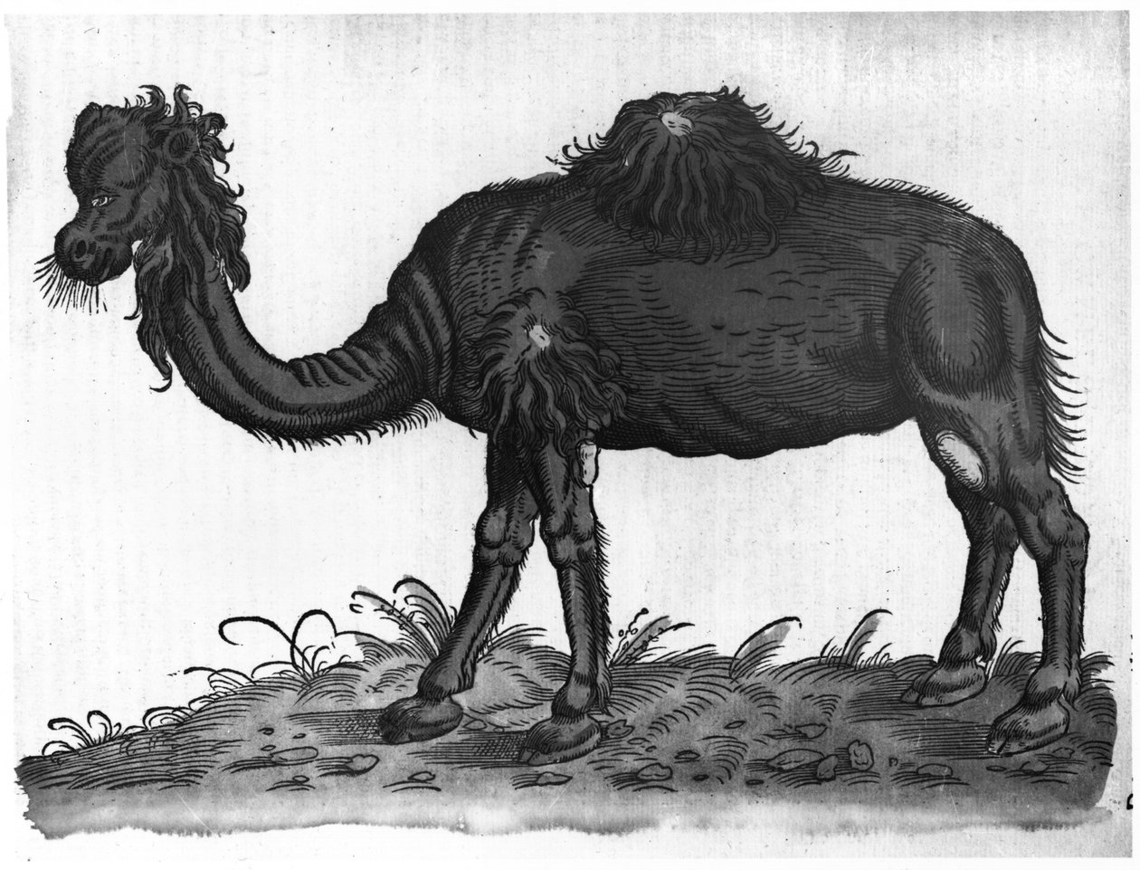 Dromedary ، من "الحيوانات التاريخية" بقلم كونراد جيزنر (1516-65) 1551 بواسطة المدرسة الفرنسية