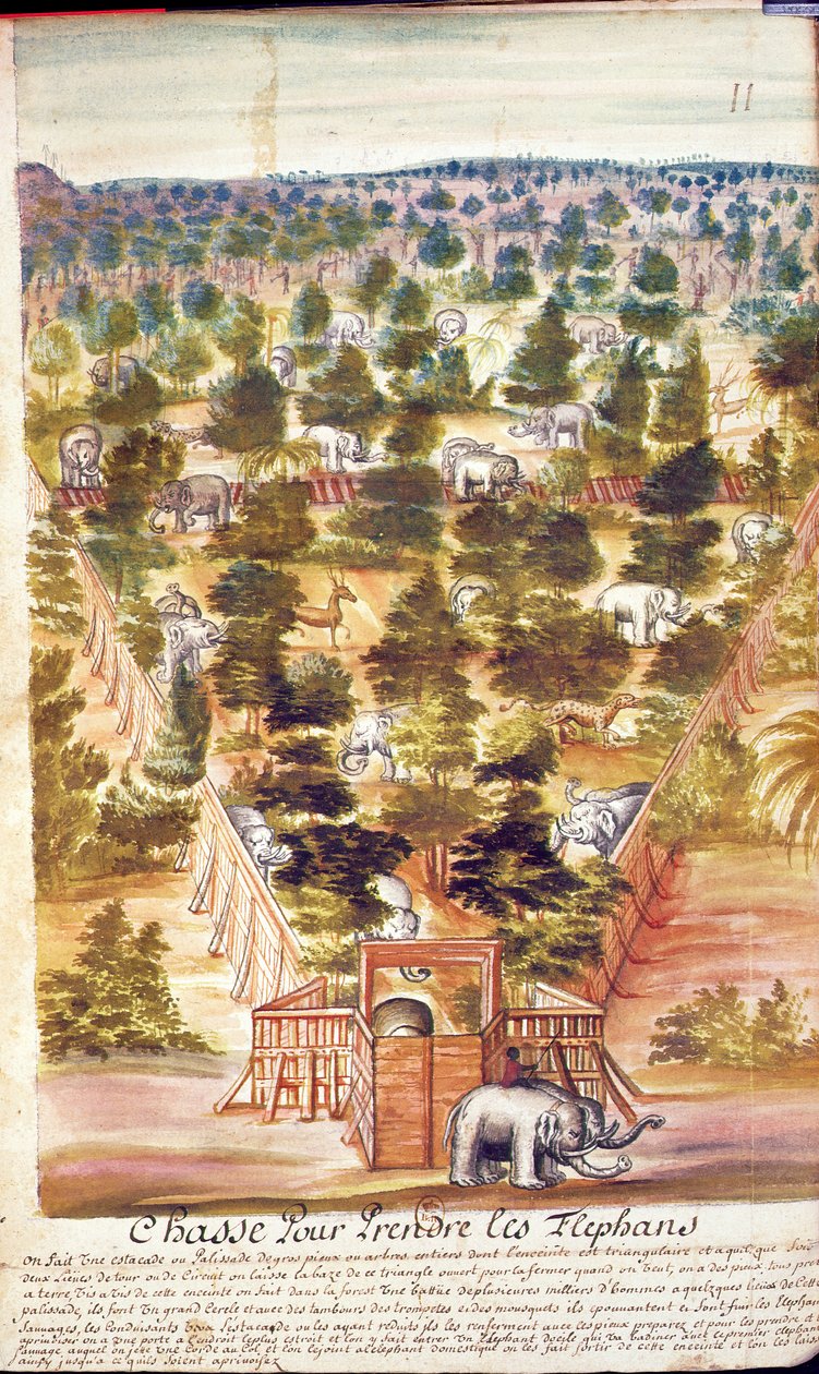 صيد الفيلة في سيام ، من حساب اليسوعيين في سيام ، 1688 (مرحاض على ورق) بواسطة المدرسة الفرنسية