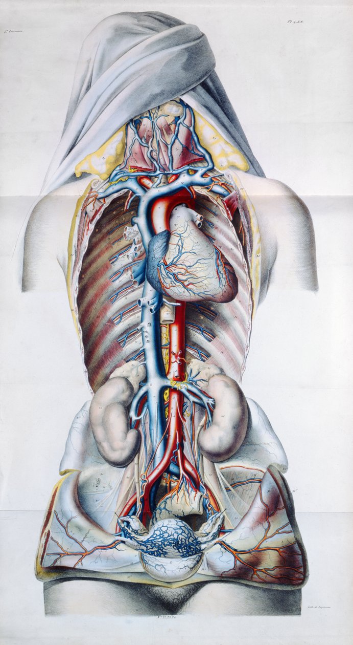 Exanthemata ، من Traite Theorique et Pratique des Maladies de la Peau بقلم بيير فرانسوا أوليف راير (1793-1867) 1835 بواسطة المدرسة الفرنسية