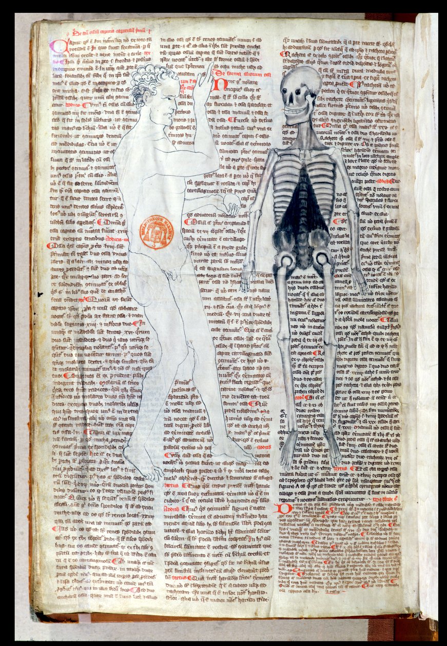 F.116v رجل وهيكل عظمي ، من أطروحة طبية كتبها أبو القاسم خلف بن العباس الزهراوي (أبو القاسيس) (936-1013) ترجمة جيرارد دي كريموني (1114-87) بواسطة المدرسة الفرنسية