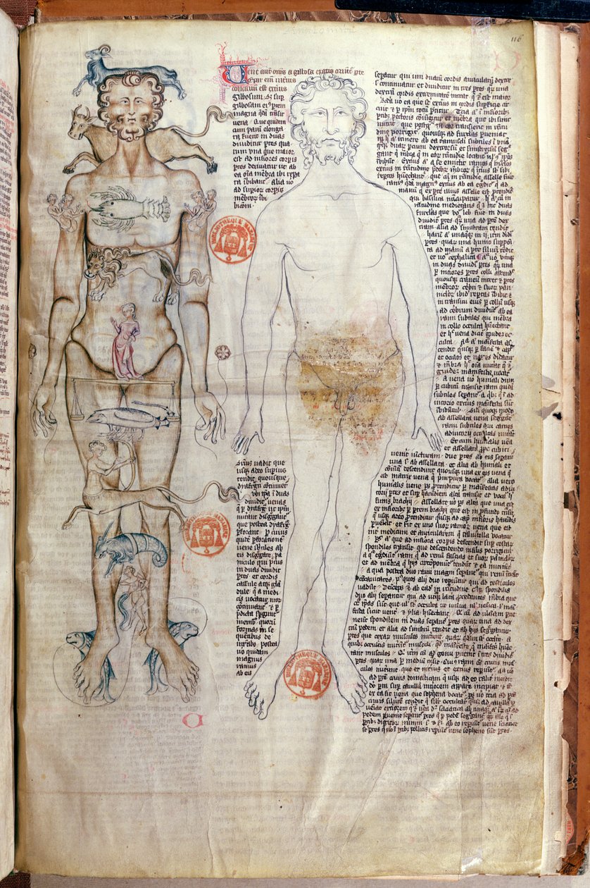 F.116v العلاقة بين جسم الإنسان وعلامات دائرة البروج ، من أطروحة طبية كتبها أبو قاسم خلف بن العباس الزهراوي (أبو القاسيس) (936-1013) ترجمة جيرارد دي كريمون بواسطة المدرسة الفرنسية