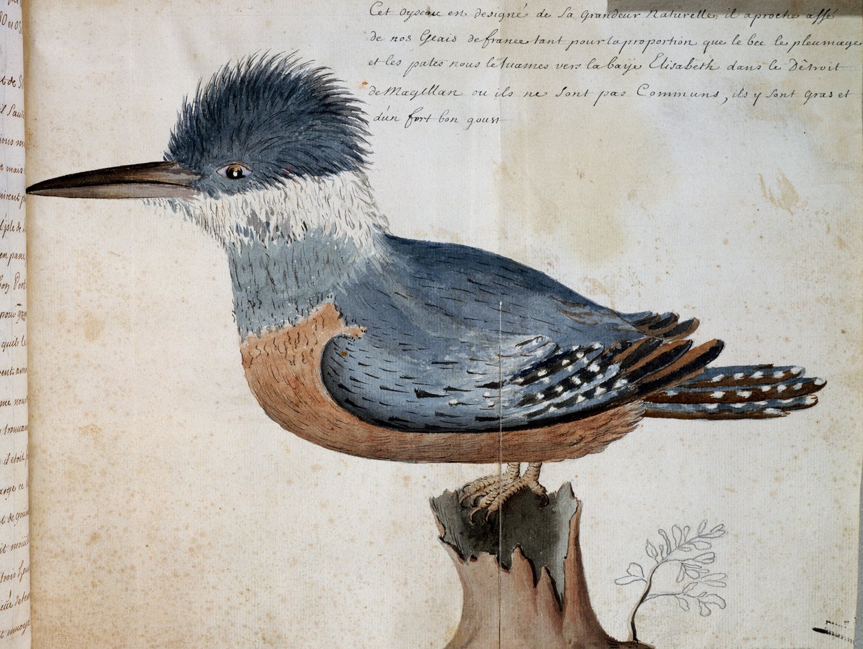 Female of Ringed Kingfisher (Megaceryle torquata), Elizabeth Bay, Strait of Magellan, watercolour from Voyage of Mr De Beauchesne, captain of Compagnie royale de la Mer du Sud, from 1698 to 1701, France بواسطة المدرسة الفرنسية