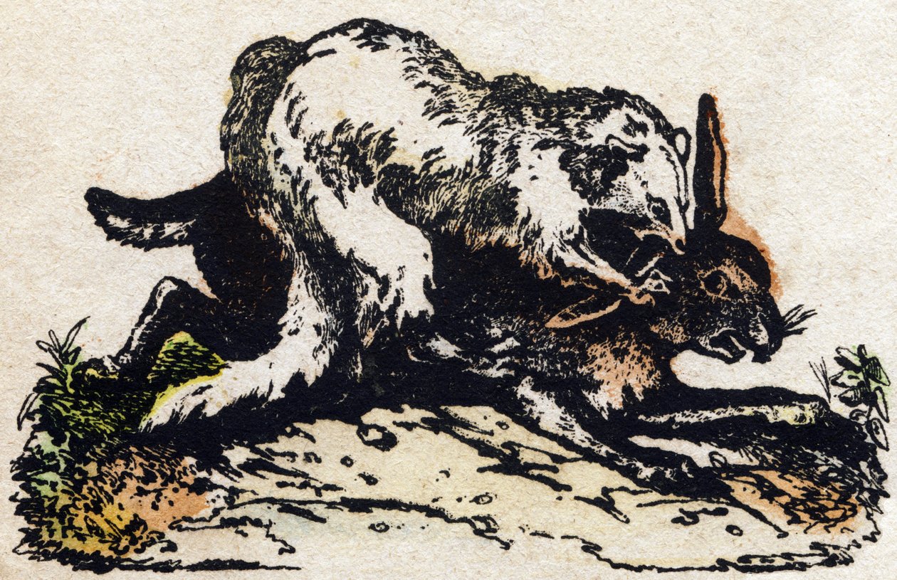 نمس. نقش في "" Alphabet des animaux sauvages "". 9th الدوري. صور إبينال ، بيليرين ، ناشر طابعة ، حوالي عام 1870. نقوش على الخشب ، مطبوعة. 16 صفحة. الأبعاد: 20 × 15 سم. مجموعة خاصة بواسطة المدرسة الفرنسية