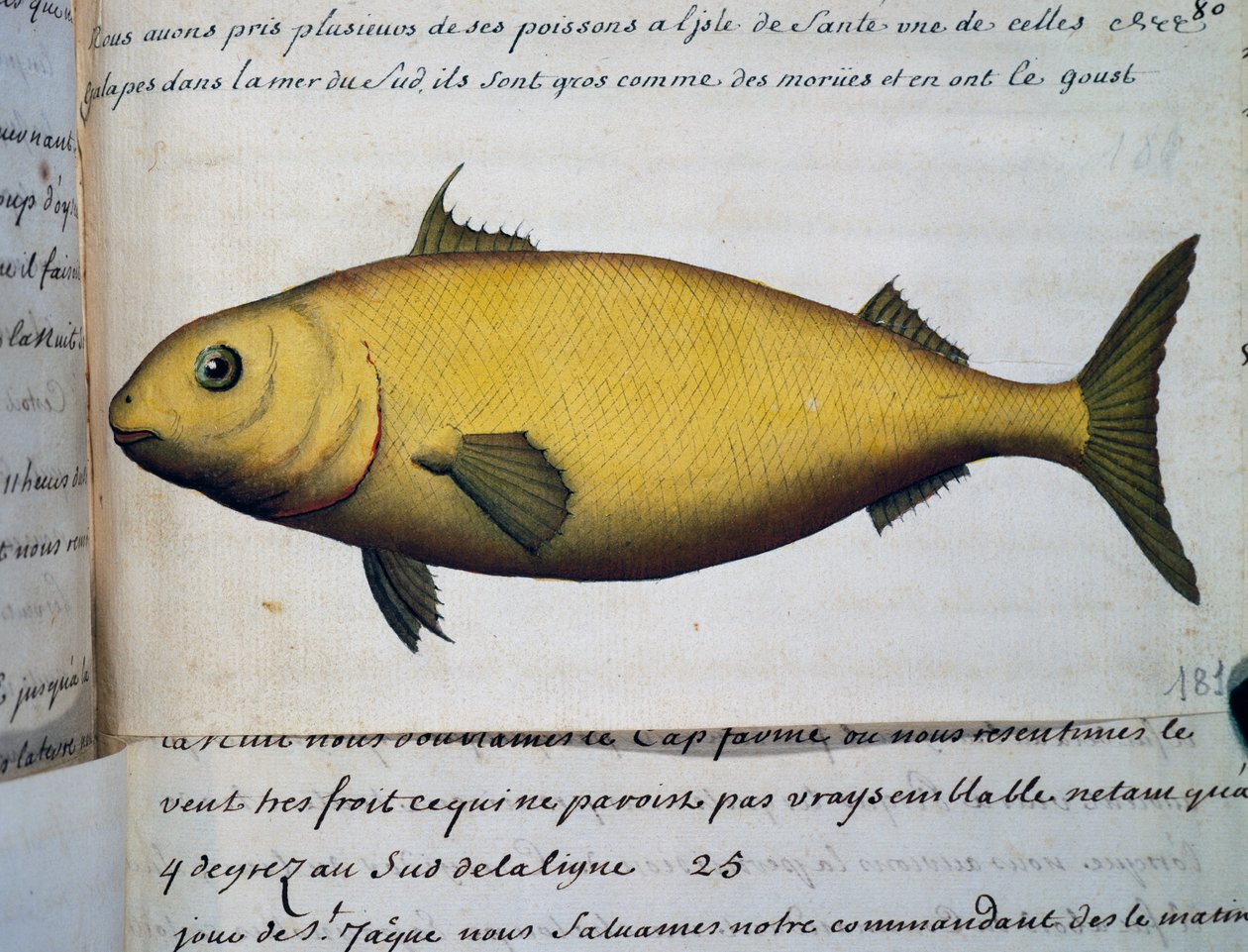 Fish as big as cod, Isle De La Sante, watercolour from log book by Jacques Gouin de Beauchesne (1652-1730), captain of Compagnie royale de la Mer du Sud, from 1698 to 1701, France بواسطة المدرسة الفرنسية