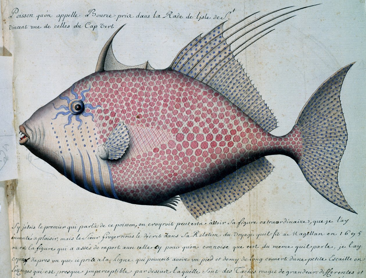 Fish called Bource, Sao Vicente island, Cape Verde, watercolour from log book by Jacques Gouin de Beauchesne (1652-1730), captain of Compagnie royale de la Mer du Sud, from 1698 to 1701, France بواسطة المدرسة الفرنسية