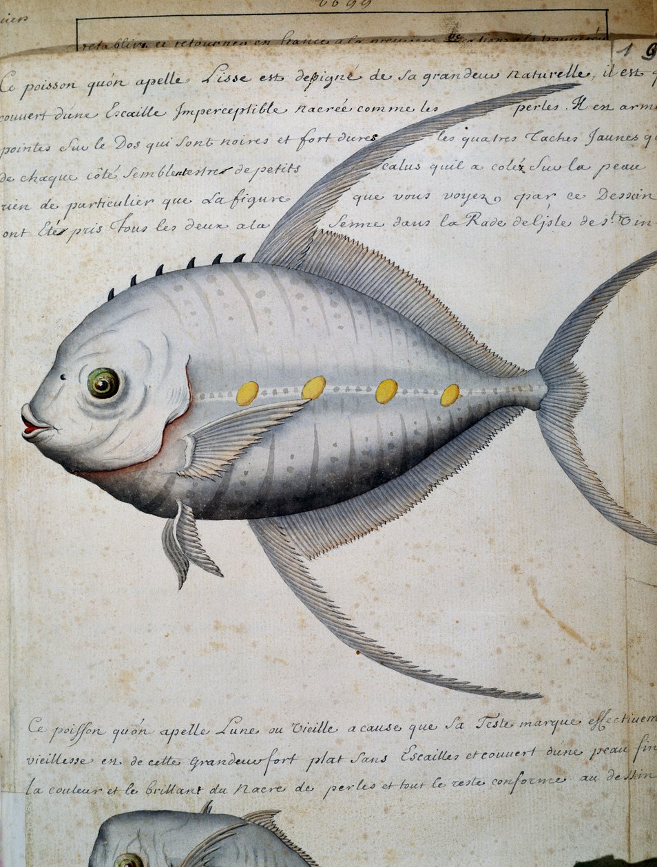 Fish called Lisse, Sao Vicente island, Cape Verde, watercolour from log book by Jacques Gouin de Beauchesne (1652-1730), captain of Compagnie royale de la Mer du Sud, from 1698 to 1701, France بواسطة المدرسة الفرنسية