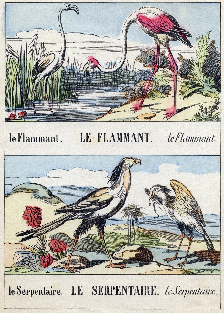 Flament وثعبان. نقش في "Buffon Alphabet des Oiseaux n 2". 3rd Serie N 2. تصوير إبينال ، إبينال ، أواخر القرن التاسع عشر. 16 صفحة. قاتمة: 28x21 سم بواسطة المدرسة الفرنسية