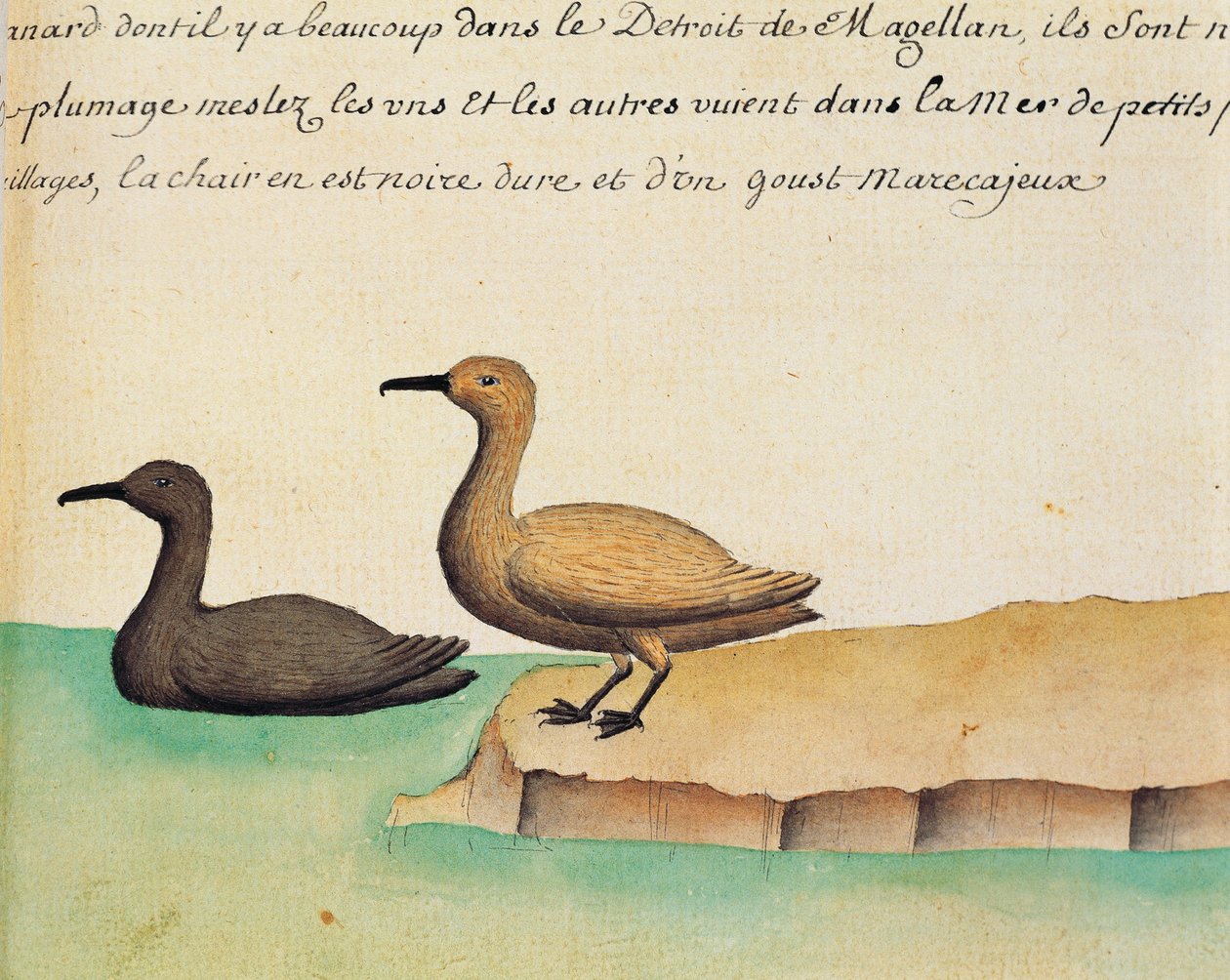 Geese, Strait of Magellan, watercolour from log book by Jacques Gouin de Beauchesne (1652-1730), captain of Compagnie royale de la Mer du Sud, from 1698 to 1701, France بواسطة المدرسة الفرنسية