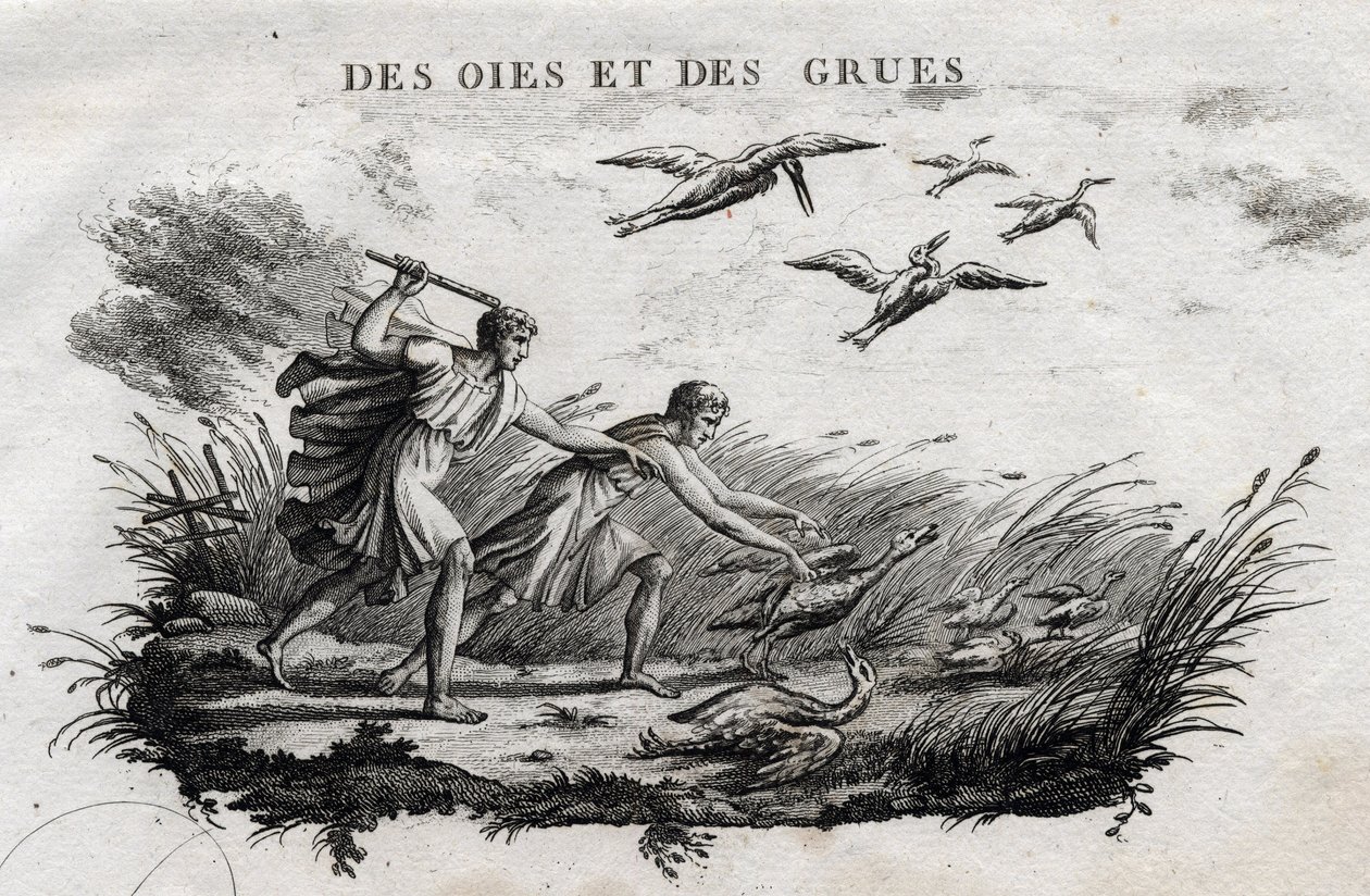 الأوز والرافعات - Fable d'Esope (الكاتب اليوناني Esop أو Esop ، القرن السادس قبل الميلاد) كتبها Guillaume Montfort ونقشها Beauble في عام 1801 بواسطة المدرسة الفرنسية