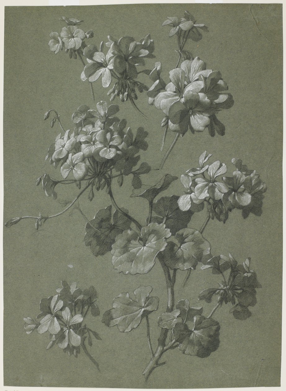 إبرة الراعي (Pelargonium sp.) ، c.1800 (فحم وطباشير أبيض ، نسج أخضر) بواسطة المدرسة الفرنسية