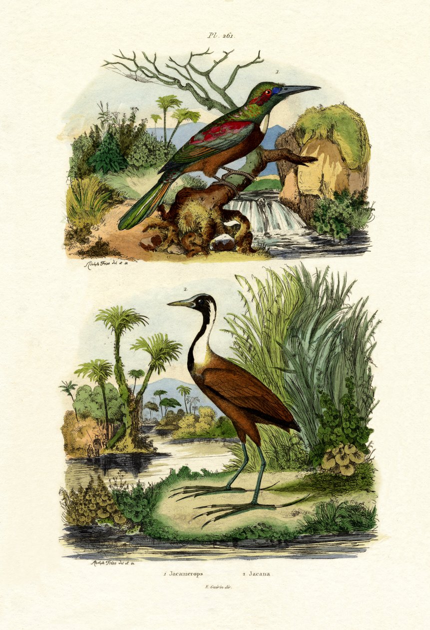 الجاكار الكبير ، 1833-1839 بواسطة المدرسة الفرنسية