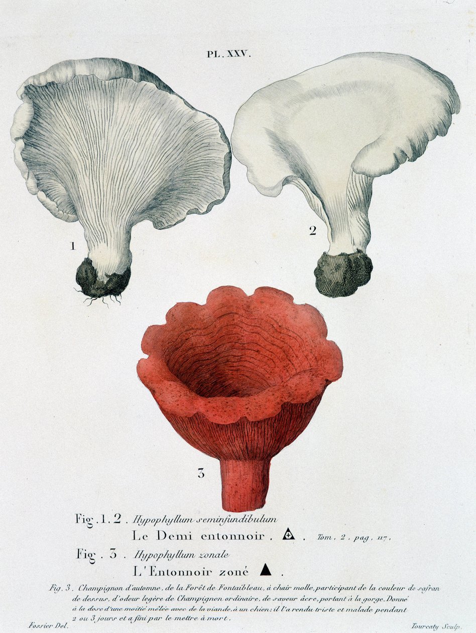 Half funnel and funnel zoned in Jean Jacques Paulet “Traité des champignons””, late 18th century بواسطة المدرسة الفرنسية