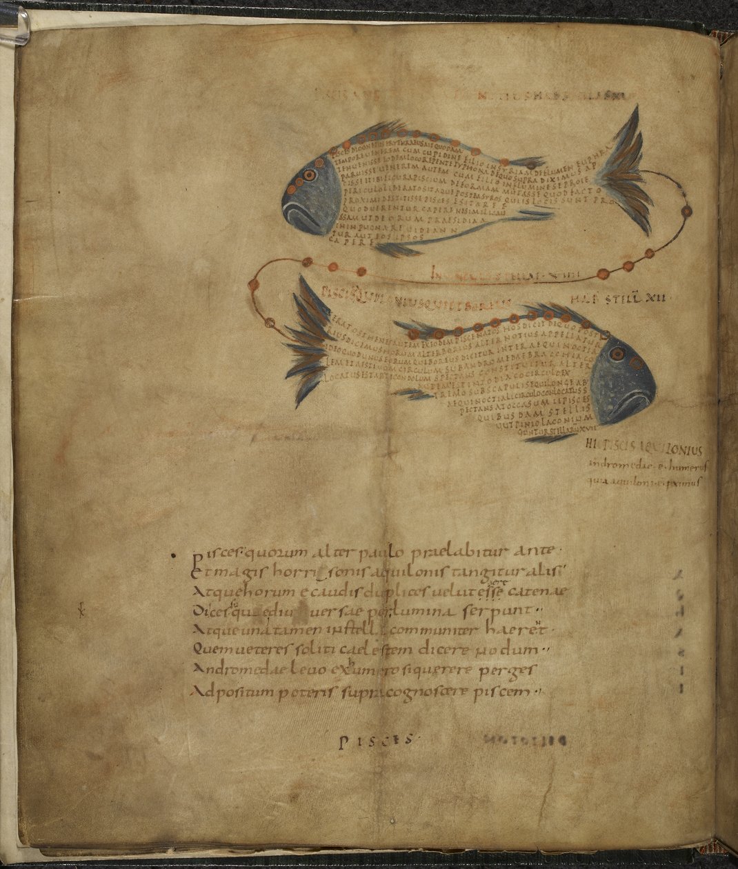 هارلي 647 ، f.3v رسم توضيحي لكوكبة الحوت ، من "أراتوس" لماركوس توليوس شيشرون ، 1820-40 (ورق) بواسطة المدرسة الفرنسية
