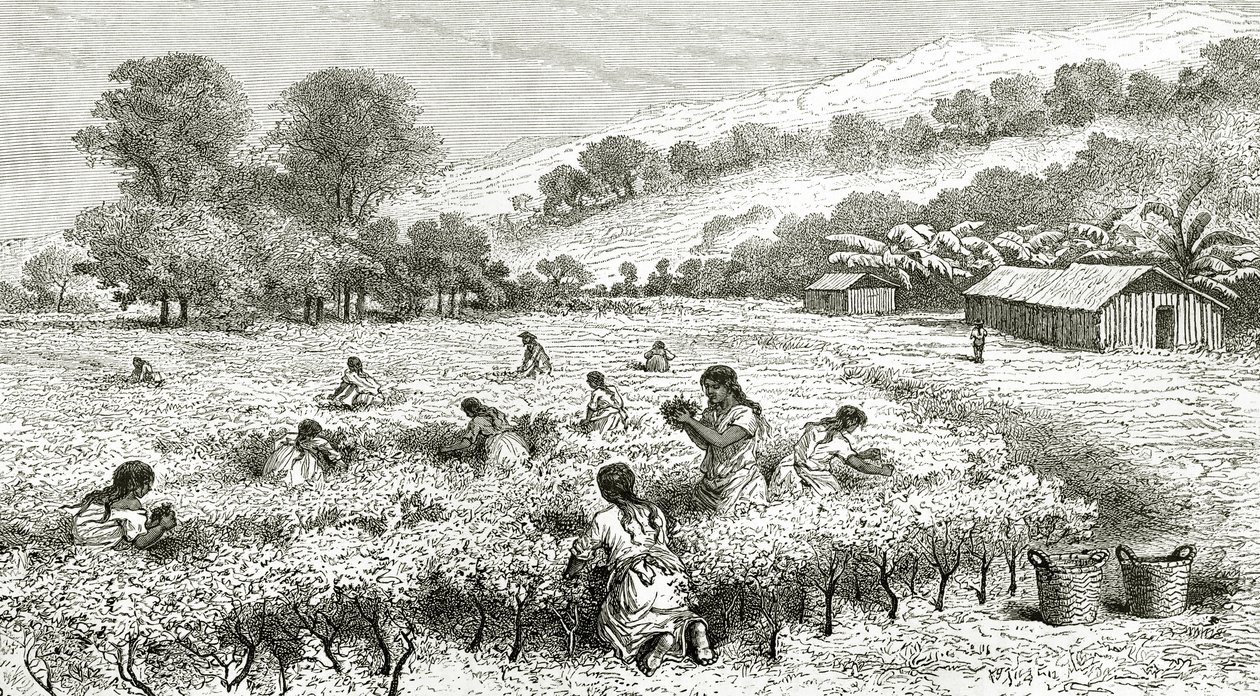 حصاد كوكا ، بيرو ، توضيح من مجلة Le Tour du Monde ، 1877 بواسطة المدرسة الفرنسية