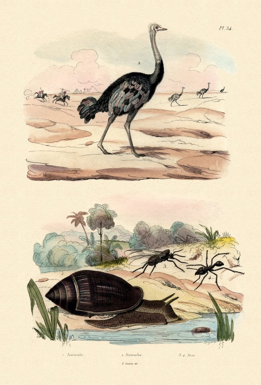 هيرالد الحلزون ، 1833-1839 بواسطة المدرسة الفرنسية
