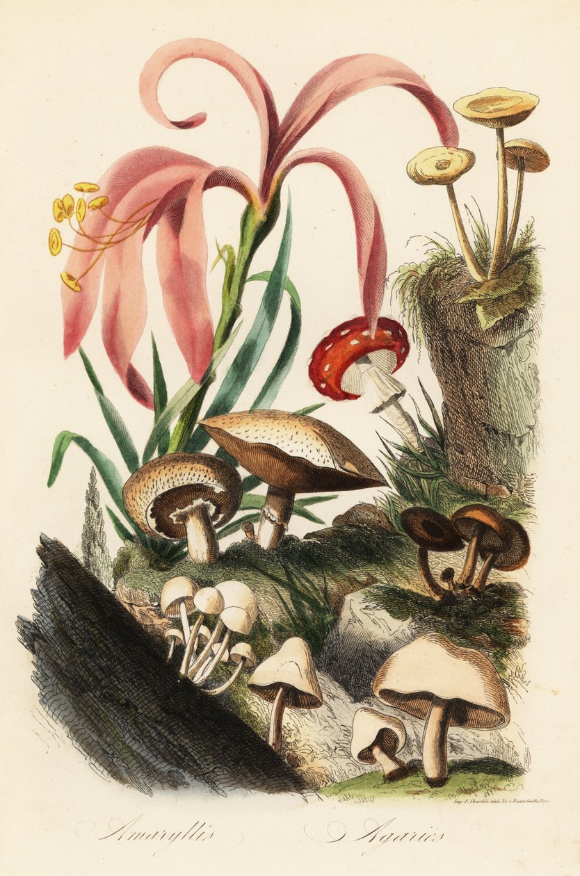أنواع Hippeastrum ، و fly agaric ، و Amanita muscaria ، و Amanita caesarea ، وفطر قيصر ، و Amanita caesarea ، وفطر آخر بواسطة المدرسة الفرنسية