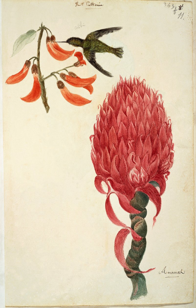 الطائر الطنان (Trochilidae) والأناناس (Ananas comosus) بواسطة Lejeune بواسطة المدرسة الفرنسية