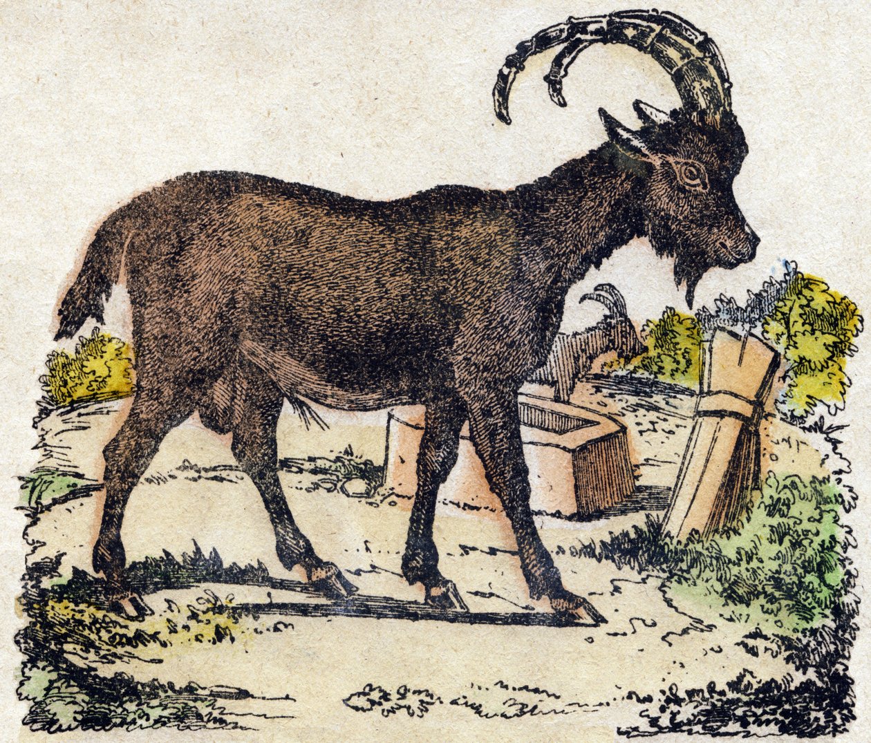 وعل. نقش في "" Alphabet des animaux sauvages "". 9th الدوري. صور إبينال ، بيليرين ، ناشر طابعة ، حوالي عام 1870. نقوش على الخشب ، مطبوعة. 16 صفحة. الأبعاد: 20 × 15 سم. مجموعة خاصة بواسطة المدرسة الفرنسية