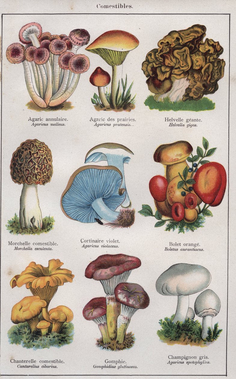 رسم توضيحي لكتاب "traite de medecine et d