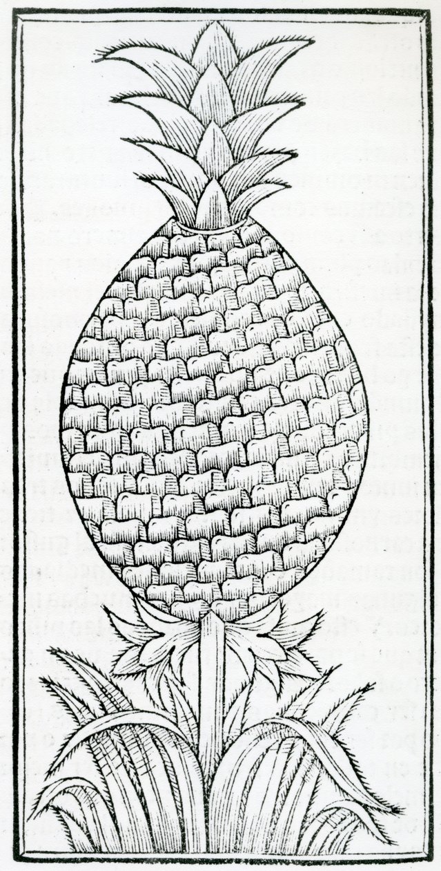 رسم إيضاحي من "De la Natural hystoria de las Indias" بقلم غونزالو فرنانديز دي أوفييدو (1478-1557) بواسطة المدرسة الفرنسية