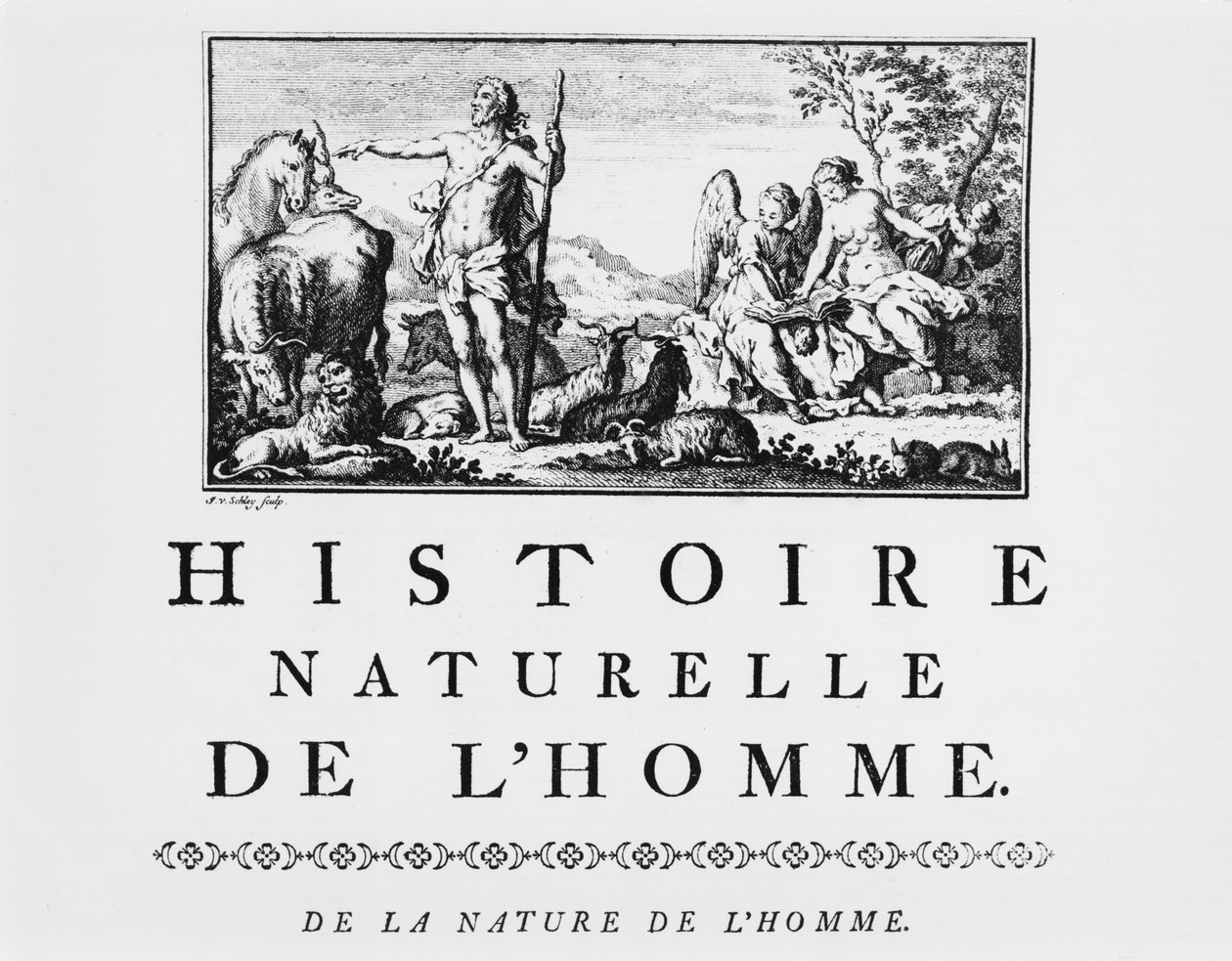 رسم توضيحي من Histoire Naturelle de lHomme بواسطة Georges de Buffon (1707-88) منشور عام 1749 ، باريس بواسطة المدرسة الفرنسية