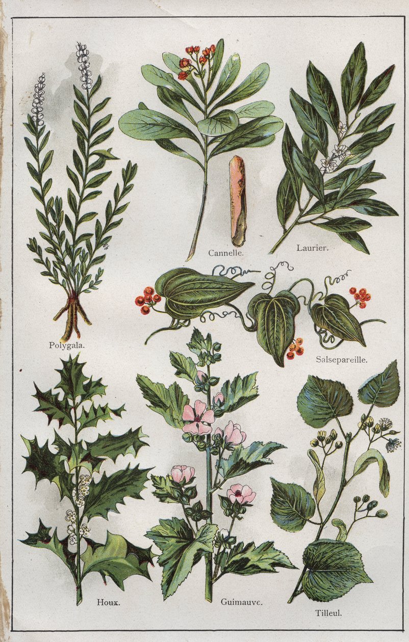 رسم توضيحي من كتاب "mon docteur - traite de medecine et d
