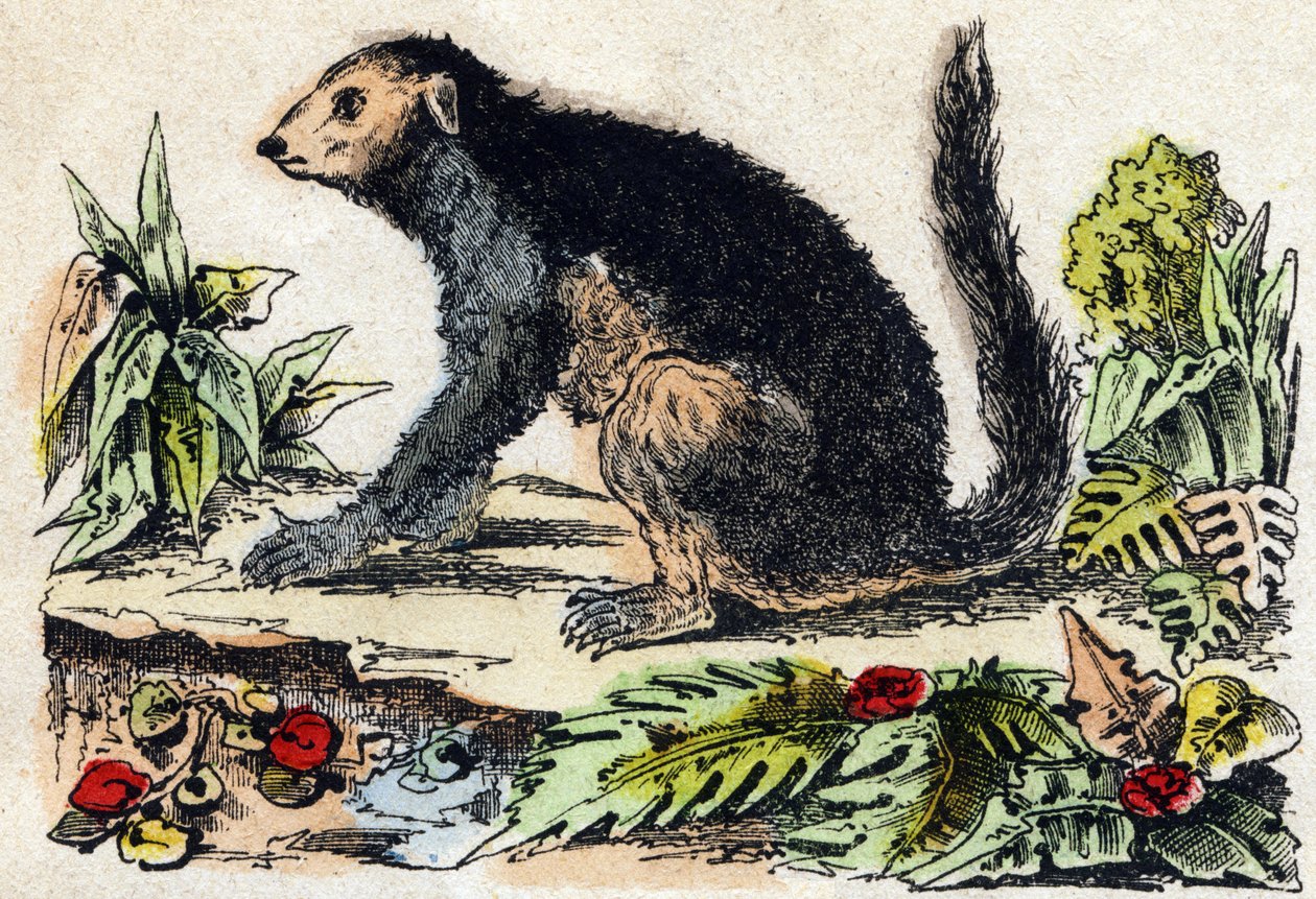 إندري (ليموريان). نقش في "" Alphabet des animaux sauvages "". 9th الدوري. صور إبينال ، بيليرين ، ناشر طابعة ، حوالي عام 1870. نقوش على الخشب ، مطبوعة. 16 صفحة. الأبعاد: 20 × 15 سم. مجموعة خاصة بواسطة المدرسة الفرنسية