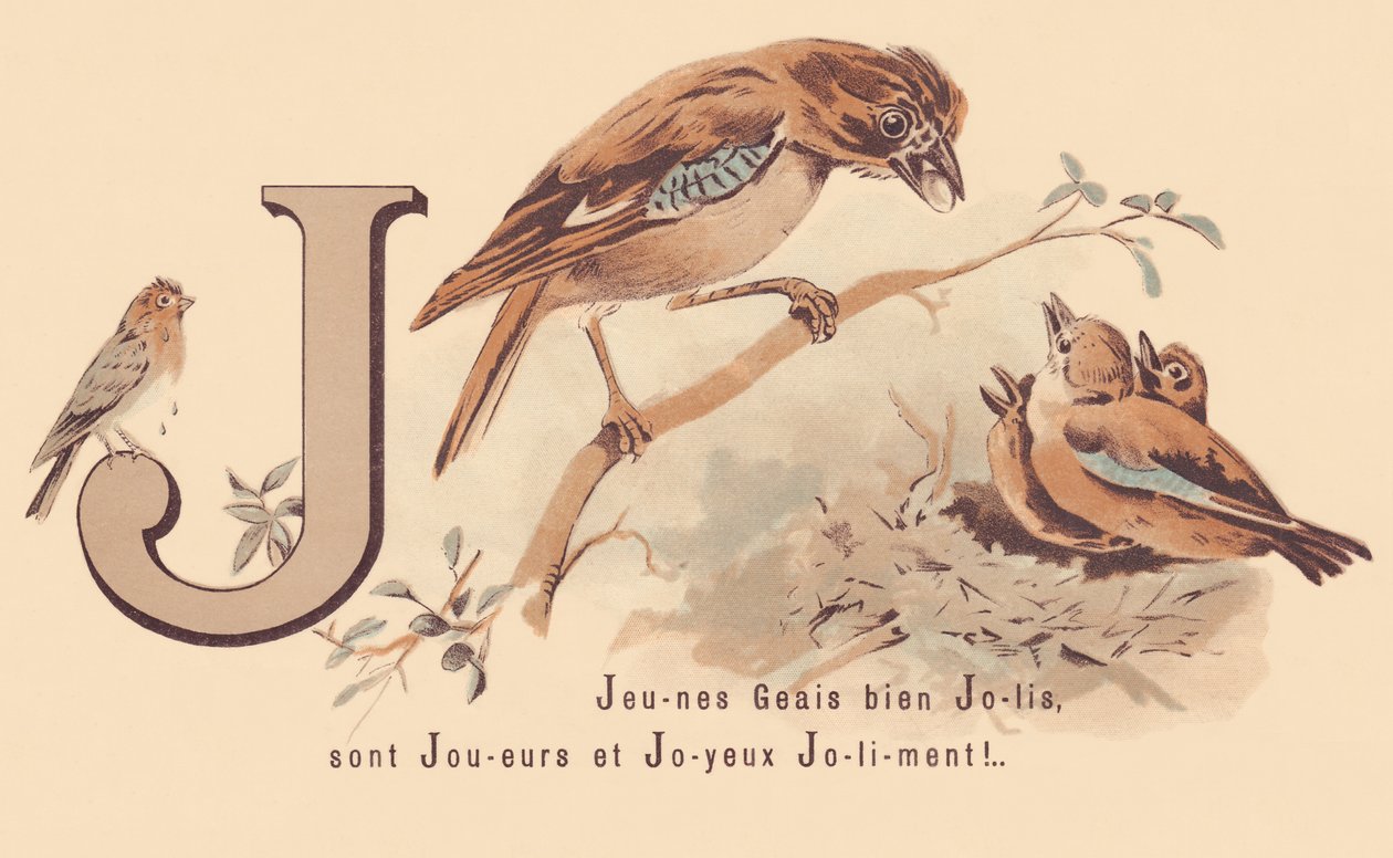 J: Young Jays Pretty لاعبين و Happy Jolily! بواسطة المدرسة الفرنسية