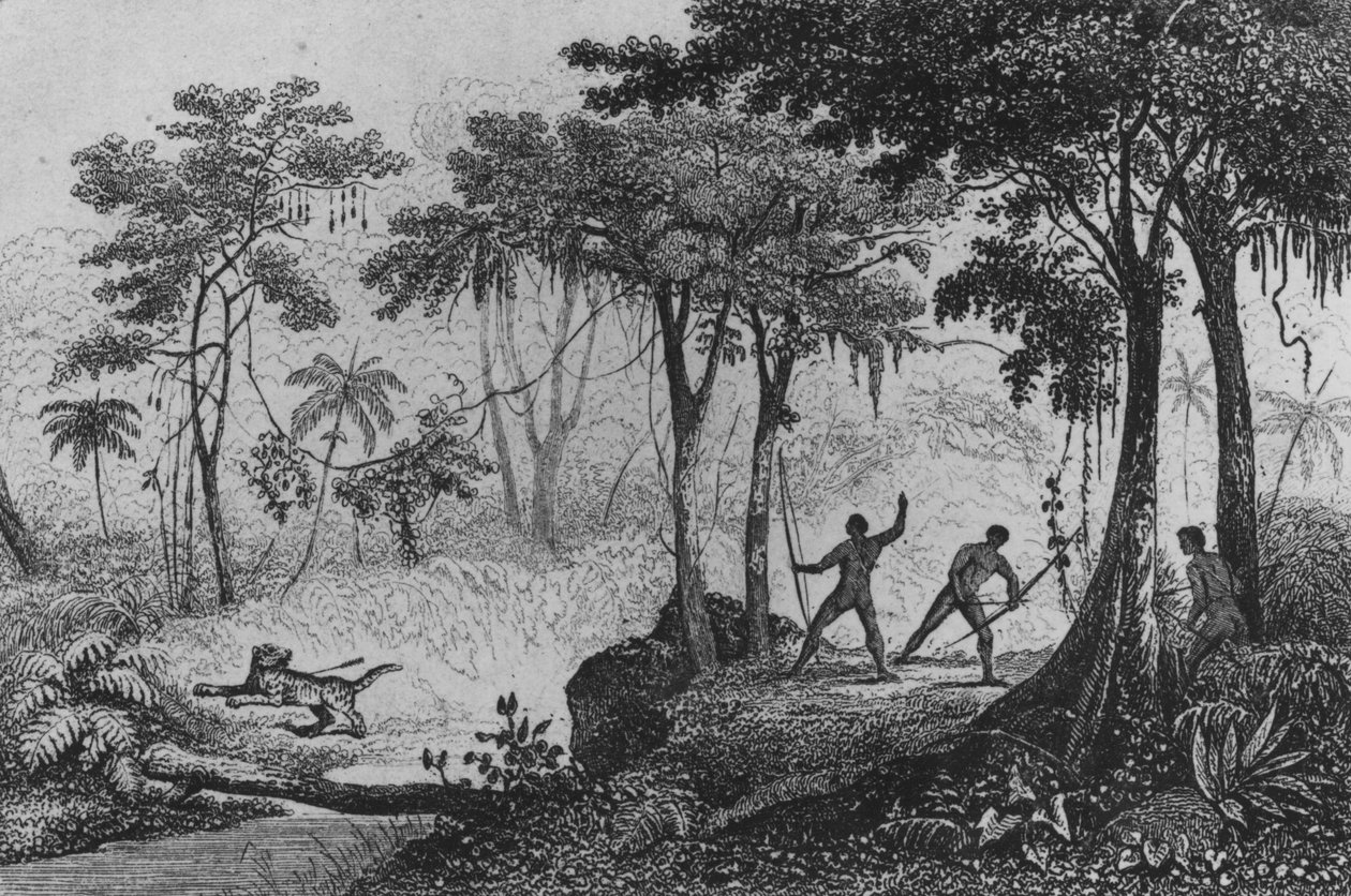 جاكوار هانت ، من "Bresil ، Columbie et Guyanes" بقلم فرديناند دينيس وسيزار فامين 1837 بواسطة المدرسة الفرنسية