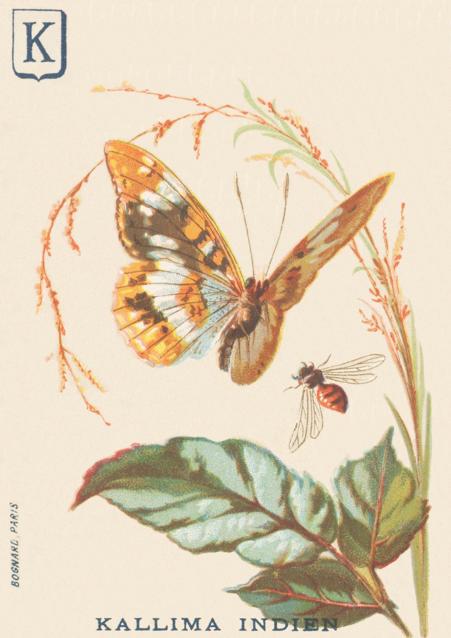 K: Kallima Indians (Cethosia biblis) بواسطة المدرسة الفرنسية