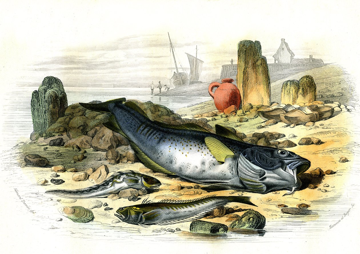 البليني البيضوي (Blennius viviparus)، أسفل نبات القصبة الهوائية وسمك القد - لوحة مستخرجة من Histoire Naturelle بواسطة برنارد جيرمان دي لاسيبيدي (1856-1925)، طبعة P.Furme، باريس بواسطة المدرسة الفرنسية