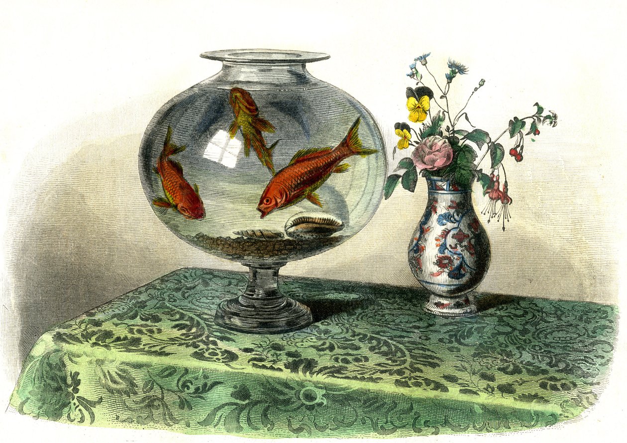 الشبرين الذهبي (Cyprinus Auratus) - لوحة مستخرجة من التاريخ الطبيعي لبرنارد جيرمان دي لاسيبيدي (1856-1925)، طبعة P.Furme، باريس بواسطة المدرسة الفرنسية