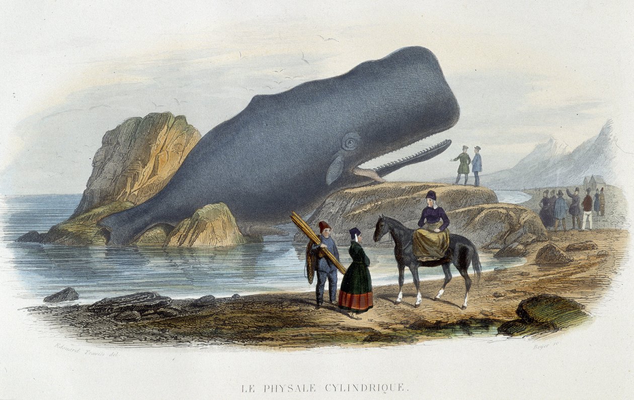 Le physale cylindrical (whale stranded) - in “” Le monde de la mer”” by Alfred Fredol, Hachette, Paris بواسطة المدرسة الفرنسية