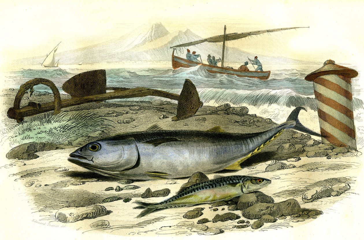 Le thon (Scomber Thynnus)، le mackereau (Scomber Scombrus) - لوحة مستخرجة من Histoire Naturelle بواسطة برنارد جيرمان دي لاسيبيدي (1856-1925)، طبعة P.Furme، باريس بواسطة المدرسة الفرنسية