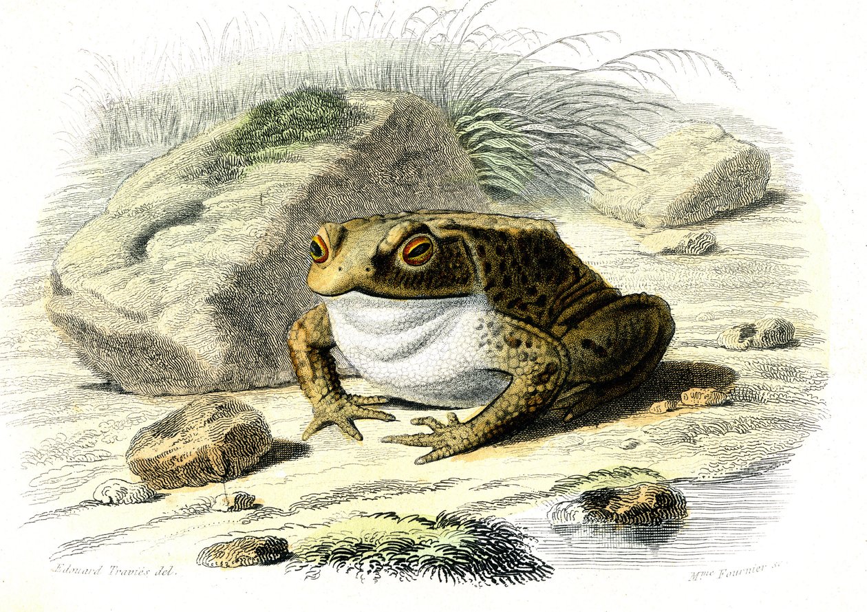 العلجوم (Bufo vulgaris) - لوحة من التاريخ الطبيعي بقلم برنارد جيرمان دي لاسيبيدي (1856-1925)، طبعة P.Furme، باريس بواسطة المدرسة الفرنسية