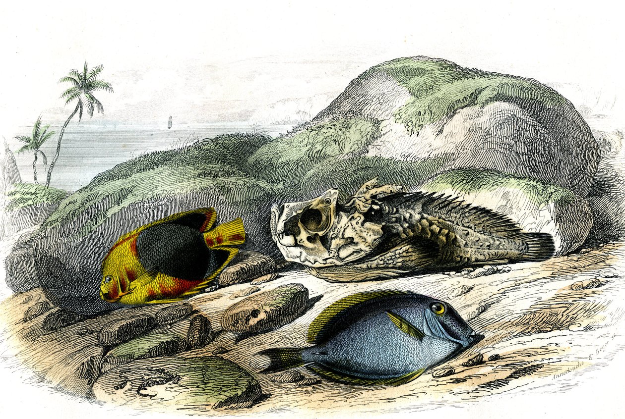 ثلاثية الألوان (Holocanthus tricolor)، الرهيبة والمصاصة (جراحة الأكانثوروس) - لوحة مستخرجة من التاريخ الطبيعي لبرنارد جيرمان دي لاسيبيدي (1856-1925)، طبعة P.Furme، باريس بواسطة المدرسة الفرنسية
