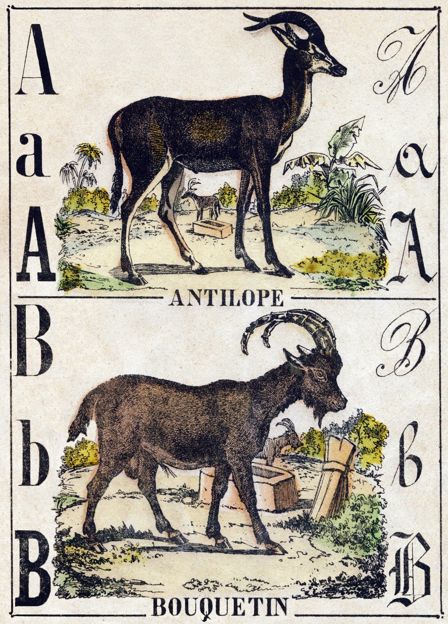 رسالة الظباء. ب الوعل. نقش في "" Alphabet des animaux sauvages "". 9th الدوري. صور إبينال ، بيليرين ، ناشر طابعة ، حوالي عام 1870. نقوش على الخشب ، مطبوعة. 16 صفحة. الأبعاد: 20 × 15 سم. مجموعة خاصة بواسطة المدرسة الفرنسية
