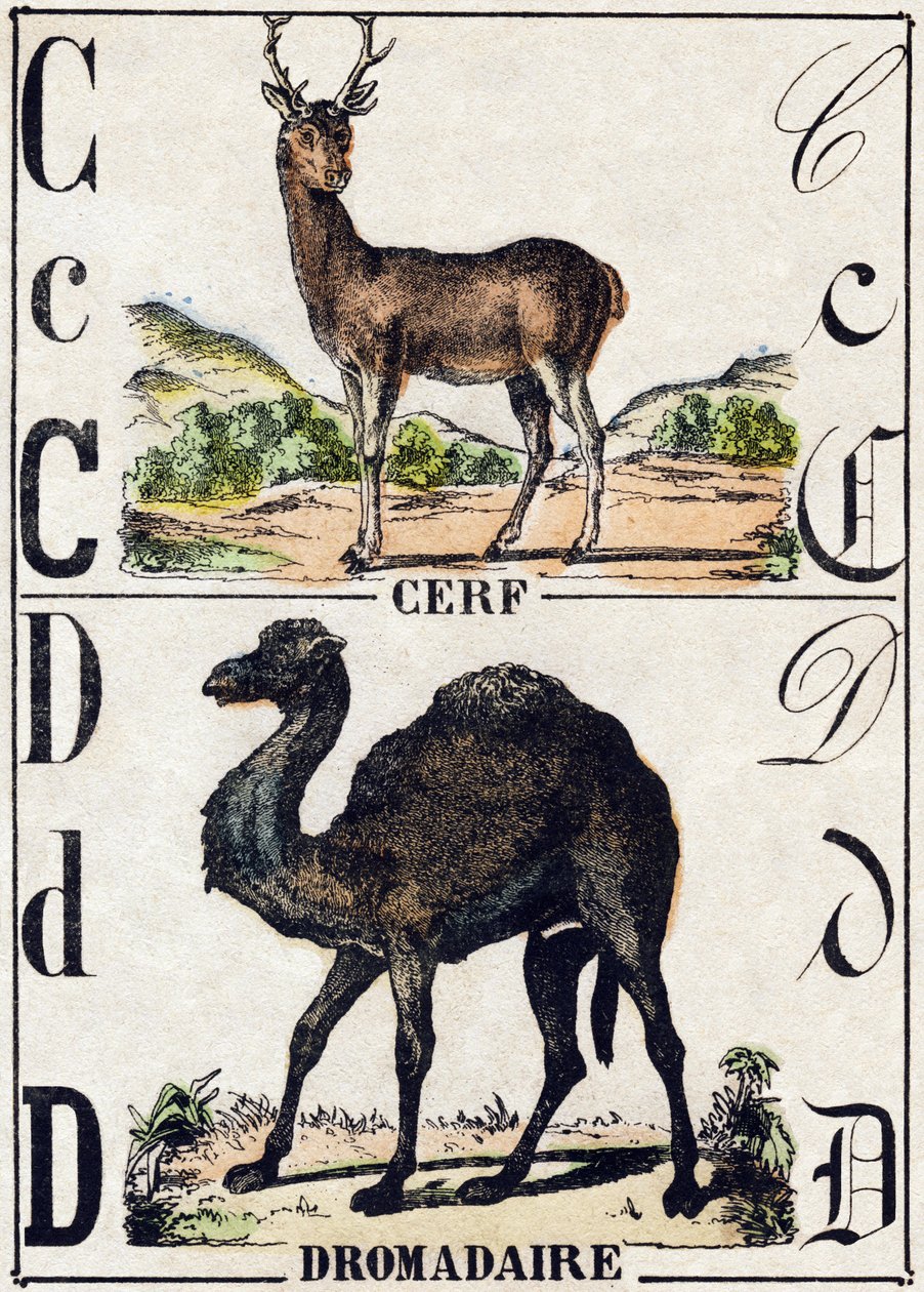 حرف C الغزلان د الجمل العربي. نقش في "" Alphabet des animaux sauvages "". 9th الدوري. صور إبينال ، بيليرين ، ناشر طابعة ، حوالي عام 1870. نقوش على الخشب ، مطبوعة. 16 صفحة. الأبعاد: 20 × 15 سم. مجموعة خاصة بواسطة المدرسة الفرنسية