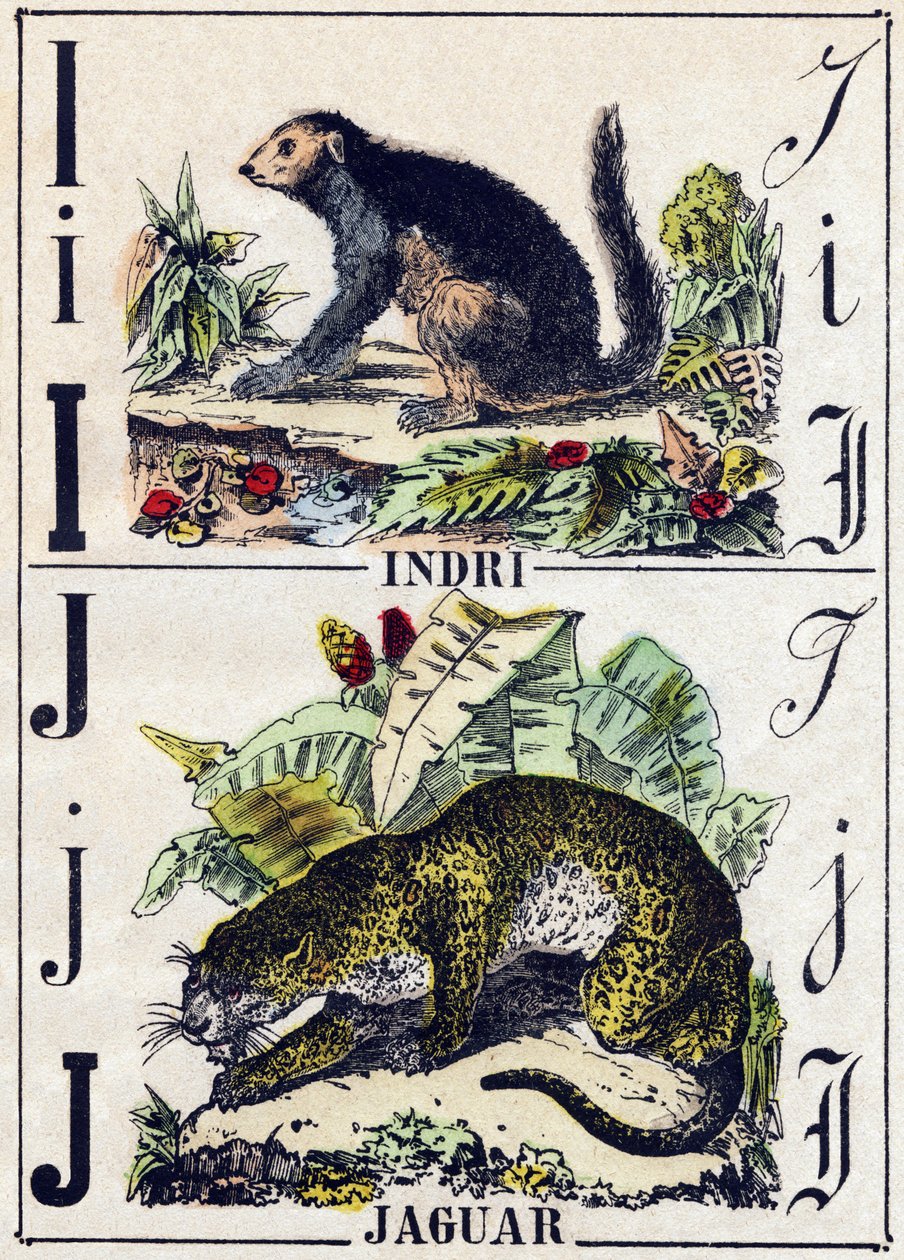الحرف الأول إندري (Lemurien) ؛ جاغوار. نقش في "" Alphabet des animaux sauvages "". 9th الدوري. صور إبينال ، بيليرين ، ناشر طابعة ، حوالي عام 1870. نقوش على الخشب ، مطبوعة. 16 صفحة. الأبعاد: 20 × 15 سم. مجموعة خاصة بواسطة المدرسة الفرنسية