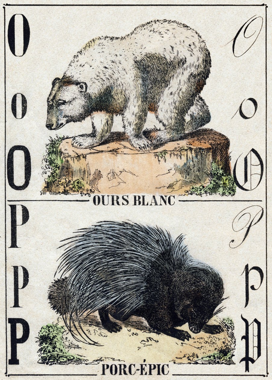 حرف O الدب ؛ ملحمة لحم الخنزير (ملحمة الخنزير). نقش في "" Alphabet des animaux sauvages "". 9th الدوري. صور إبينال ، بيليرين ، ناشر طابعة ، حوالي عام 1870. نقوش على الخشب ، مطبوعة. 16 صفحة. الأبعاد: 20 × 15 سم. مجموعة خاصة بواسطة المدرسة الفرنسية