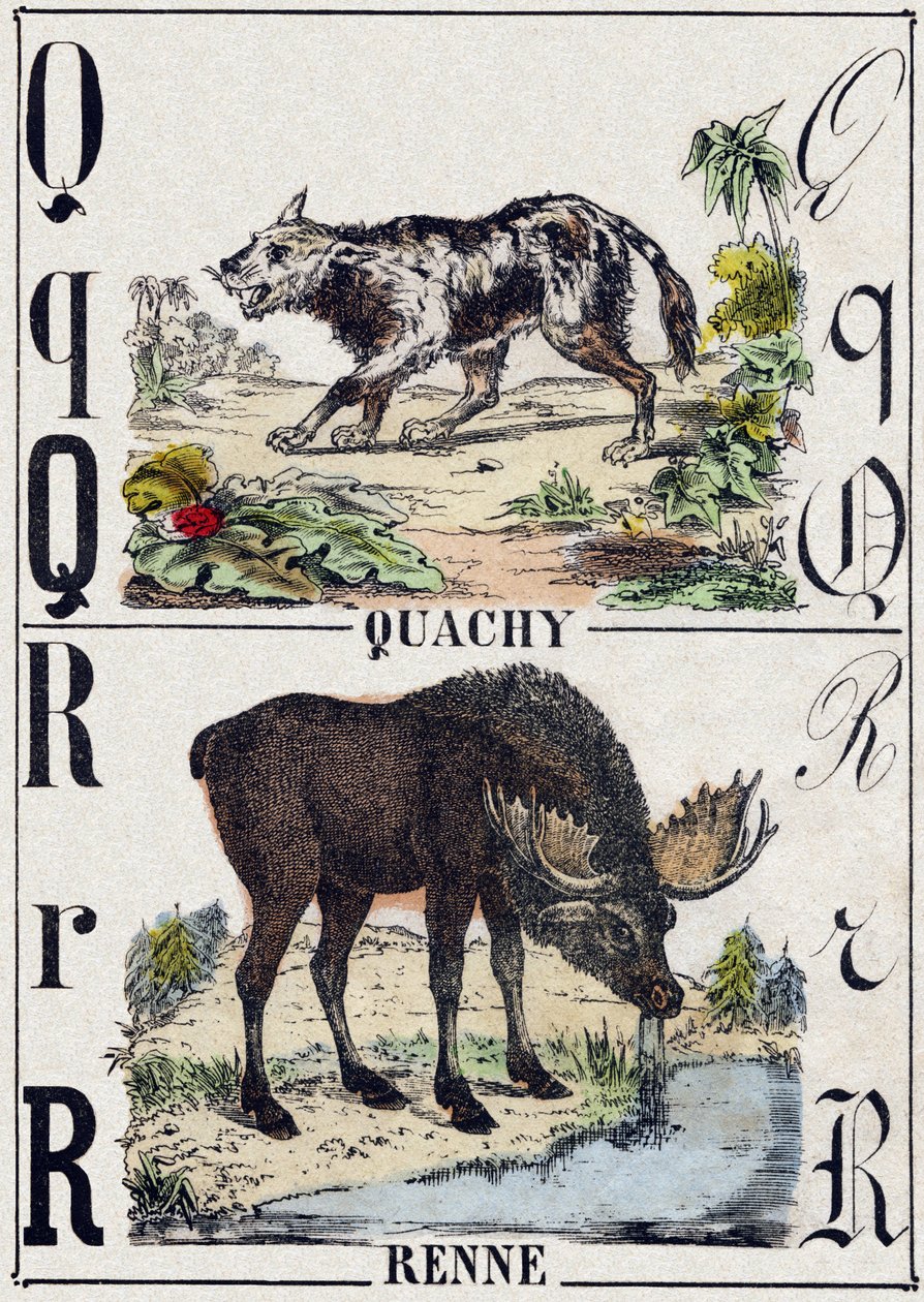 حرف Q Quachy (كلب أسد أمريكي جنوبي) ؛ R الرنة. نقش في "" Alphabet des animaux sauvages "". 9th الدوري. صور إبينال ، بيليرين ، ناشر طابعة ، حوالي عام 1870. نقوش على الخشب ، مطبوعة. 16 صفحة. الأبعاد: 20 × 15 سم. مجموعة خاصة بواسطة المدرسة الفرنسية