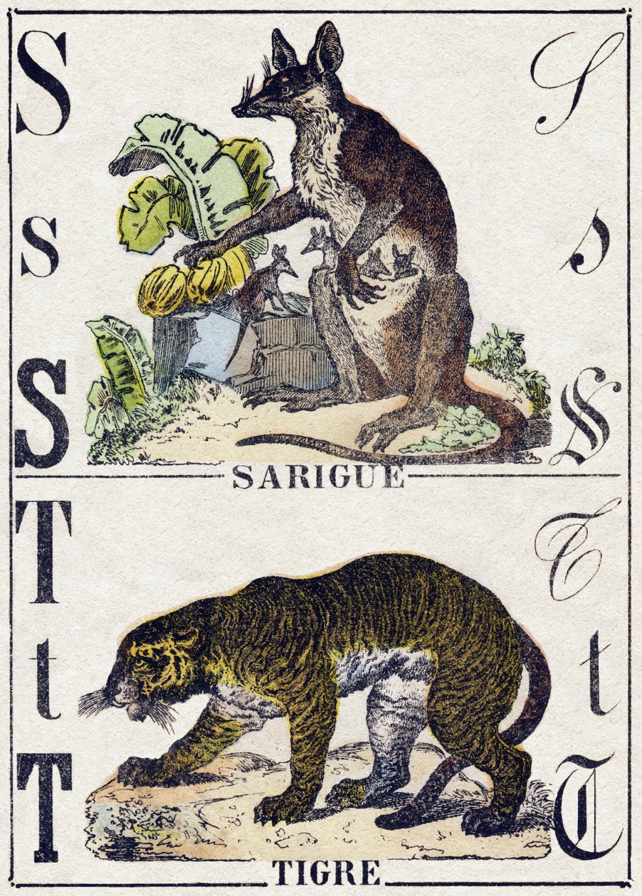 حرف S ساريج (الأبوسوم) ؛ النمر. نقش في "" Alphabet des animaux sauvages "". 9th الدوري. صور إبينال ، بيليرين ، ناشر طابعة ، حوالي عام 1870. نقوش على الخشب ، مطبوعة. 16 صفحة. الأبعاد: 20 × 15 سم. مجموعة خاصة بواسطة المدرسة الفرنسية