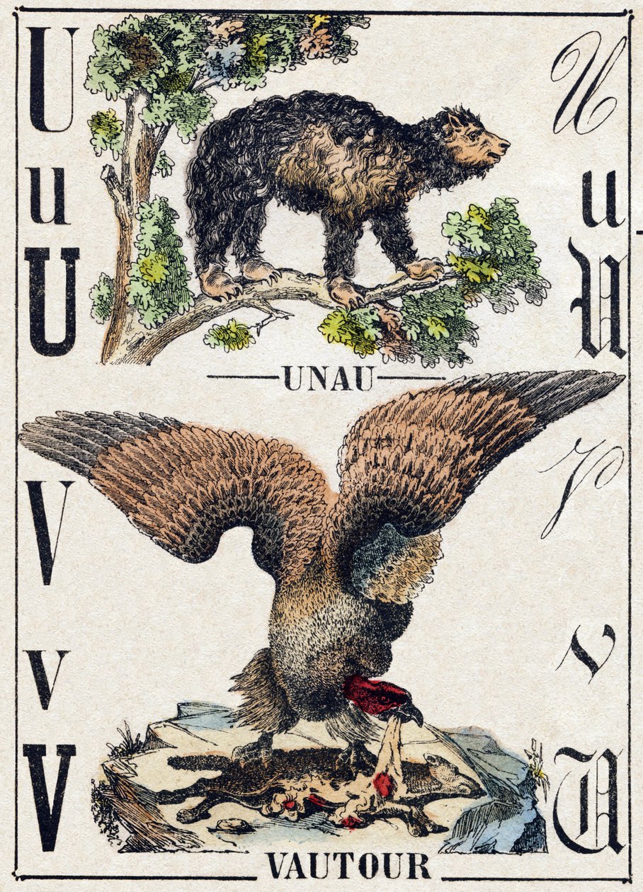 الحرف U Unau (كسول) ؛ نسر V. نقش في "" Alphabet des animaux sauvages "". 9th الدوري. صور إبينال ، بيليرين ، ناشر طابعة ، حوالي عام 1870. نقوش على الخشب ، مطبوعة. 16 صفحة. الأبعاد: 20 × 15 سم. مجموعة خاصة بواسطة المدرسة الفرنسية