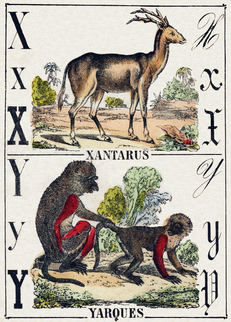 الحرف X Xantarus ؛ ياركيس. نقش في "" Alphabet des animaux sauvages "". 9th الدوري. صور إبينال ، بيليرين ، ناشر طابعة ، حوالي عام 1870. نقوش على الخشب ، مطبوعة. 16 صفحة. الأبعاد: 20 × 15 سم. مجموعة خاصة بواسطة المدرسة الفرنسية