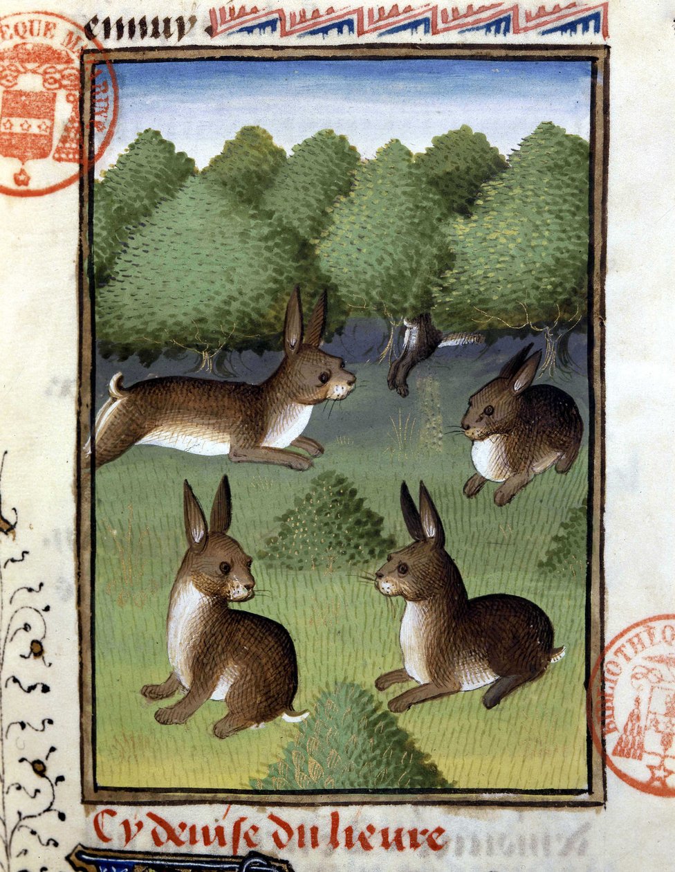 Lievres - في "" Hunting Book of Gaston Phoebus ، Count of Foix ، Lord of Bearn "" بواسطة المدرسة الفرنسية