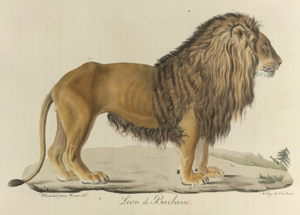 الأسد البربري. أسد بربري ، من "التاريخ الطبيعي للثدييات" (لون الحجر الصخري) بواسطة المدرسة الفرنسية