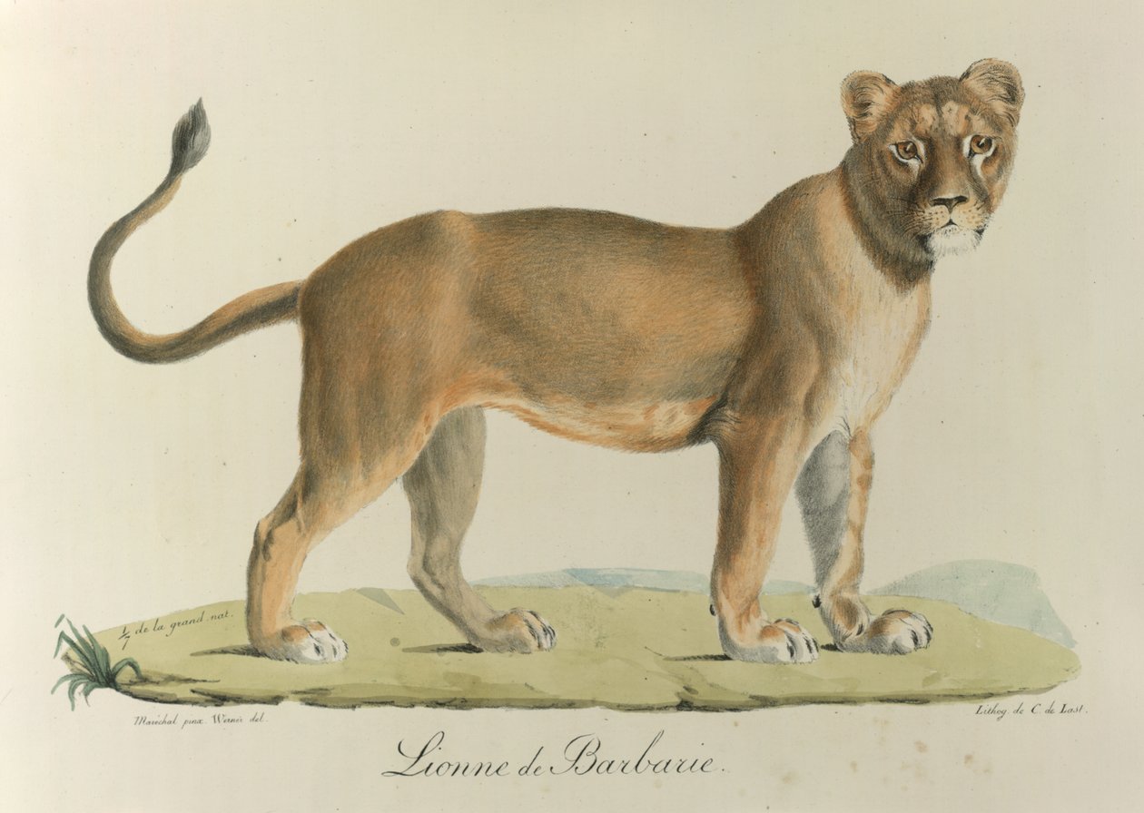 الأسد البربري. لبؤة بربرية ، من "التاريخ الطبيعي للثدييات" (لون الحجر الصخري). بواسطة المدرسة الفرنسية